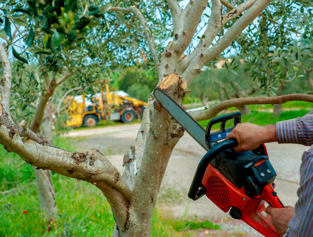 Best Tree Removal Near Me  in USA